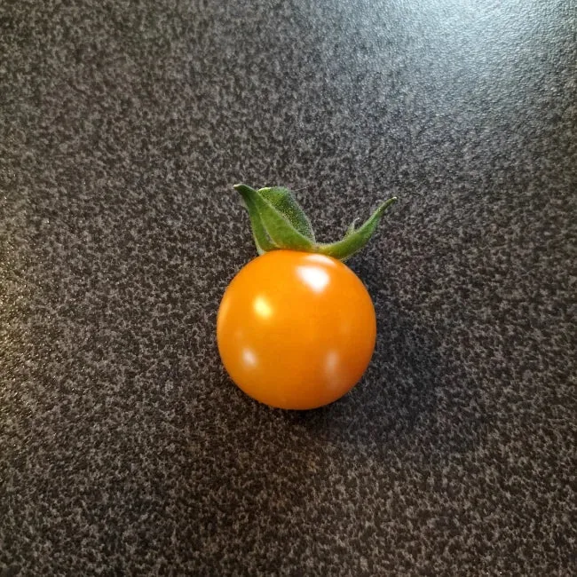 Cherry Tomato: Sungold Select II Seed