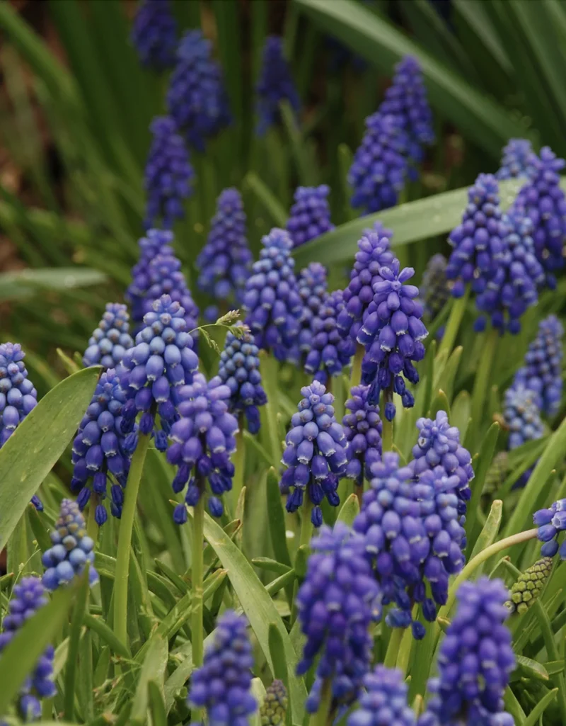 Muscari armeniacum Bulbs