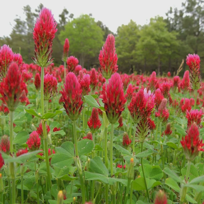 Crimson Clover Organic Seed