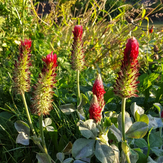 Crimson Clover Organic Seed