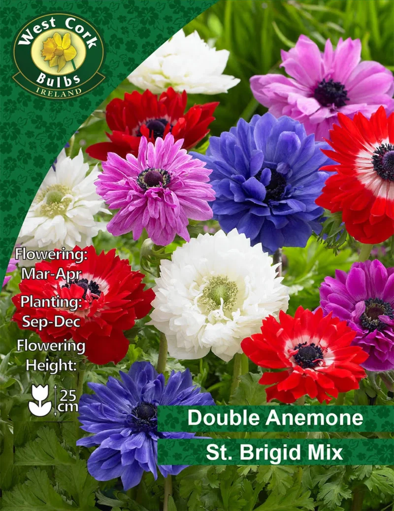 Anemone Bulbs: St. Brigid Mixed