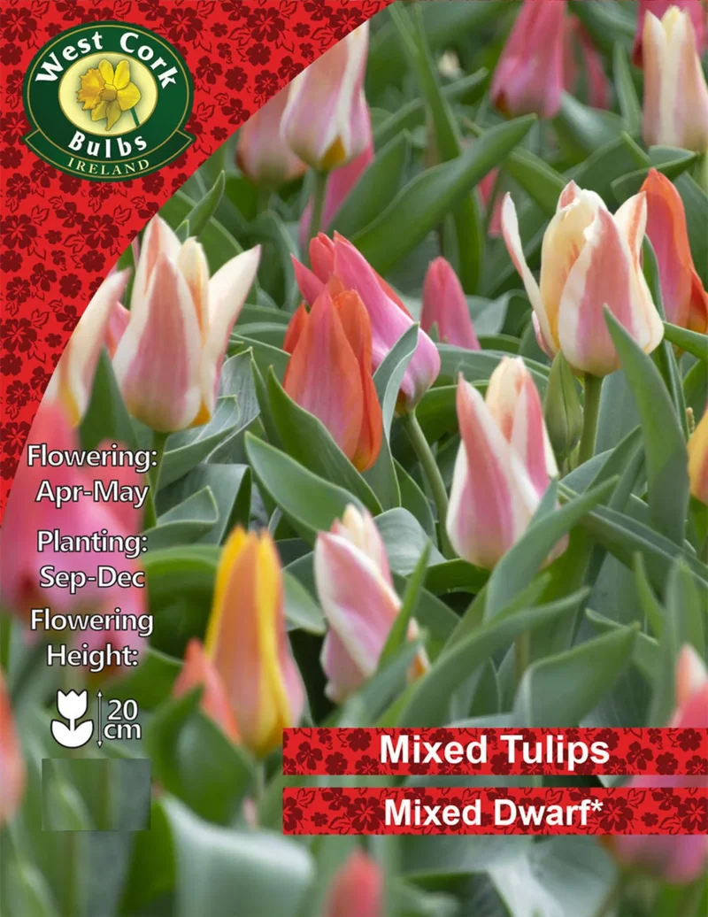 Dwarf Tulip Bulbs: Mixed Varieties