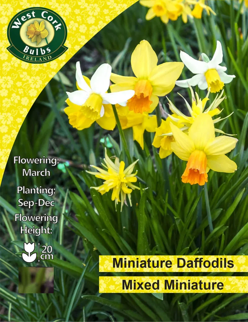Dwarf Daffodil Bulbs: Mixed Varieties