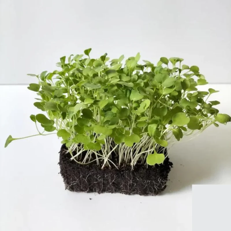Organic Microgreen Seed: Rocket