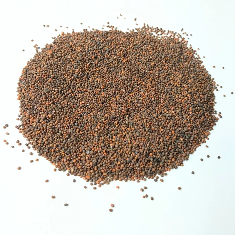 Organic Microgreen Seed: Rocket