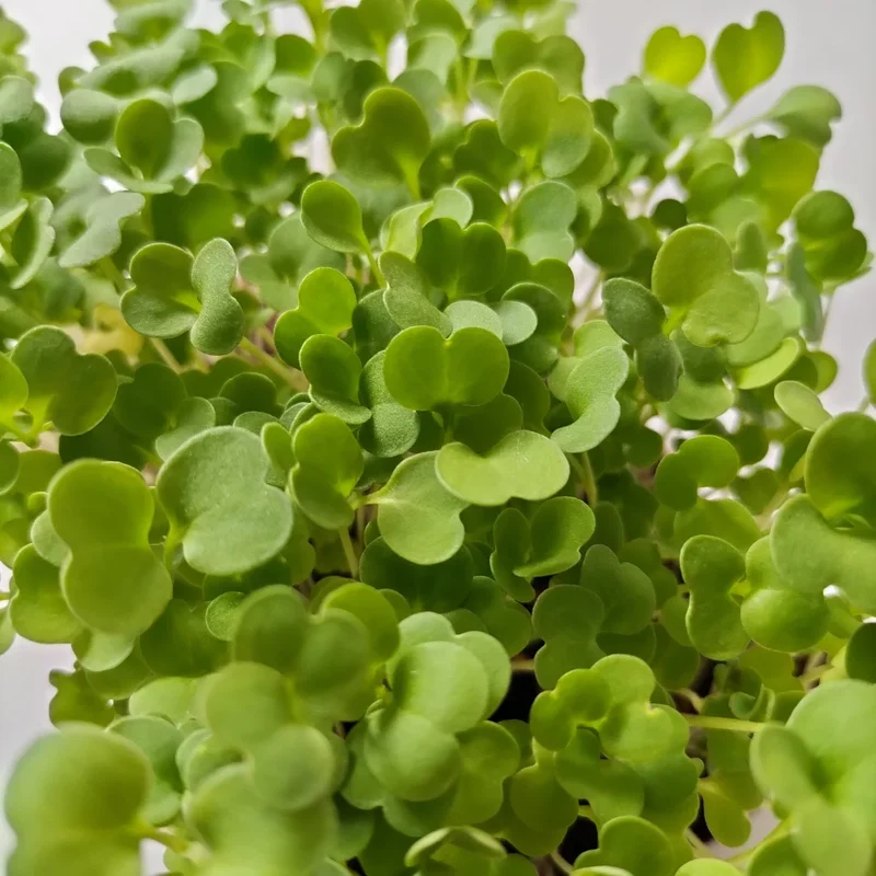 Organic Microgreen Seed: Rocket