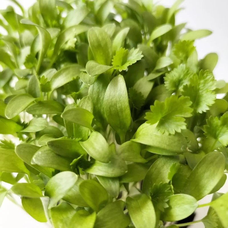 Organic Microgreen Seed: Whole Coriander