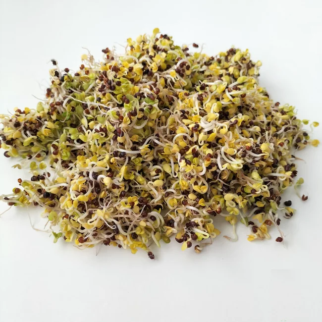 Organic Sprouting Seed: Broccoli Calabrese