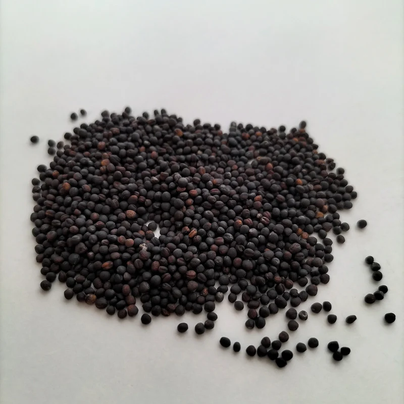 Organic Sprouting Seed: Broccoli Calabrese