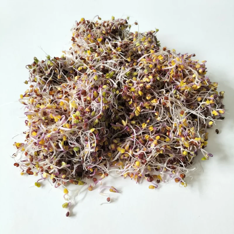Organic Sprouting Seed: Red Cabbage