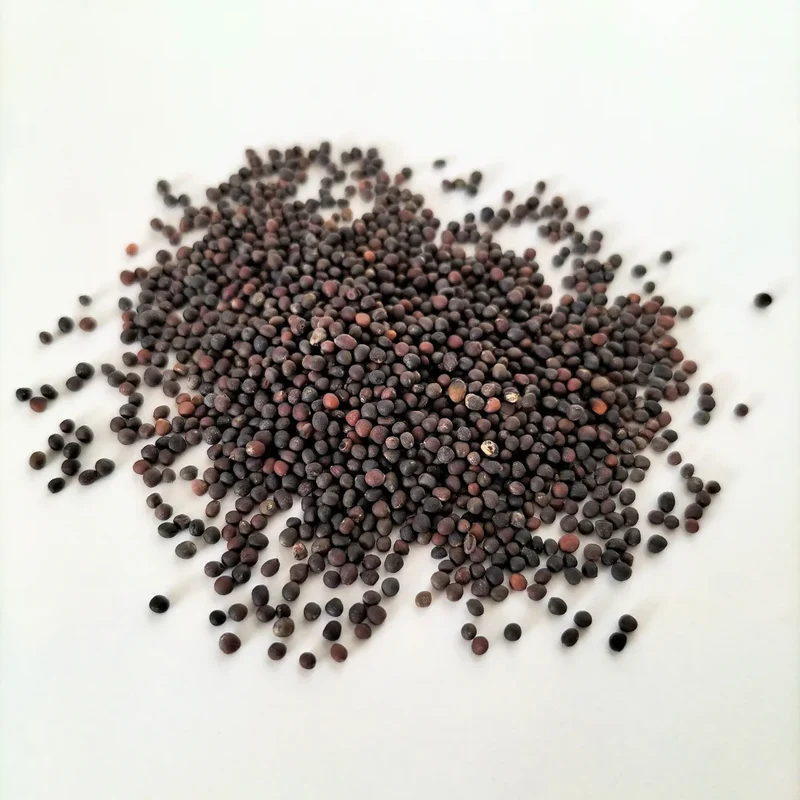 Organic Sprouting Seed: Red Cabbage