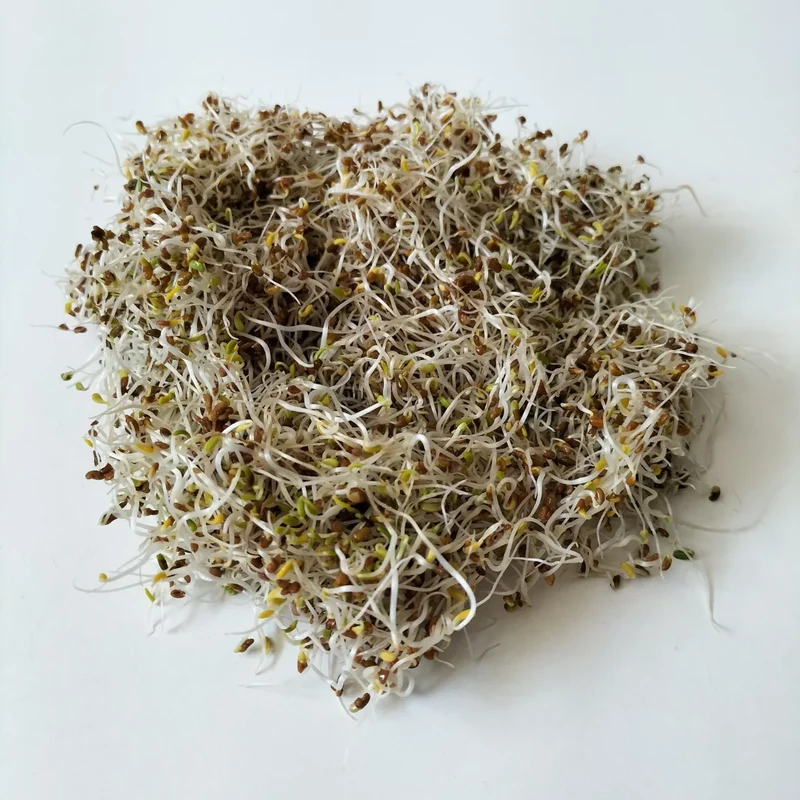 Organic Sprouting Seed: Alfalfa