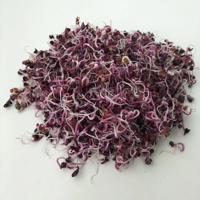 Organic Sprouting Seed: Red Rambo Radish