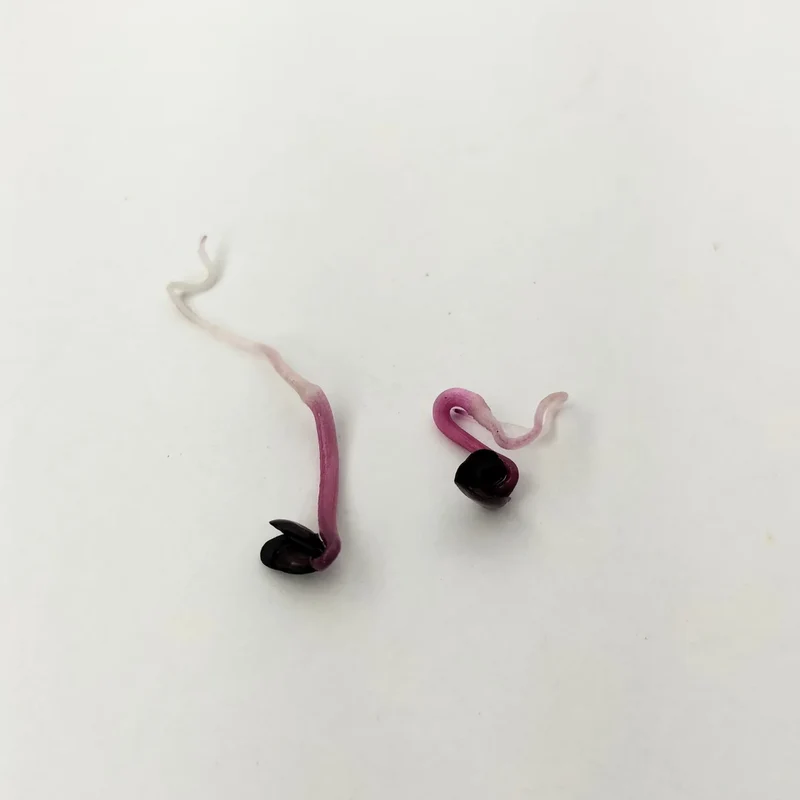 Organic Sprouting Seed: Red Rambo Radish