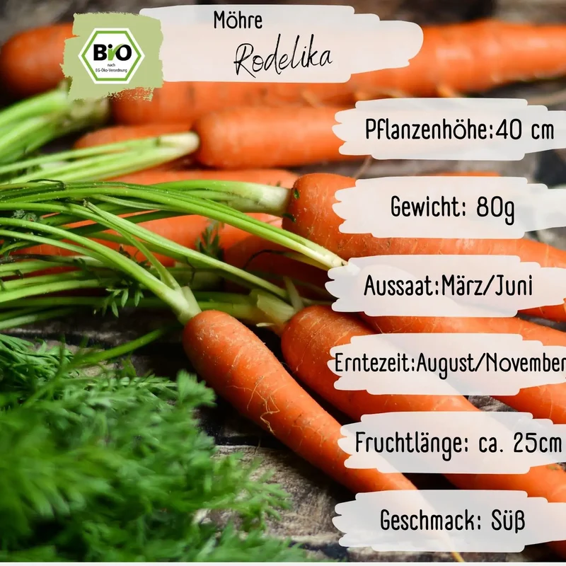 Bio Möhre Samen
