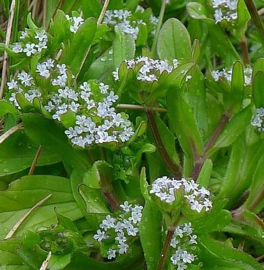 Gekielter Feldsalat "Valerianella carinata"