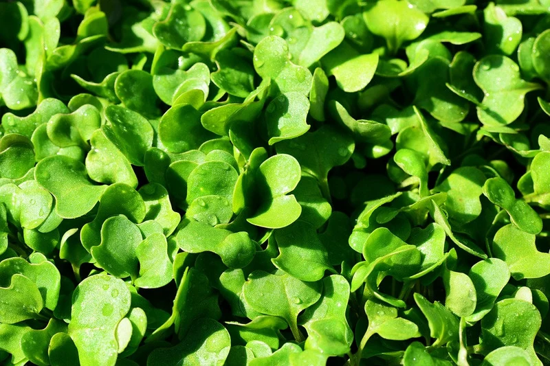 Wilde Rauke "Rucola Selvatica"