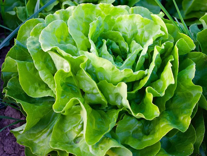 Kopfsalat "Maikönig"
