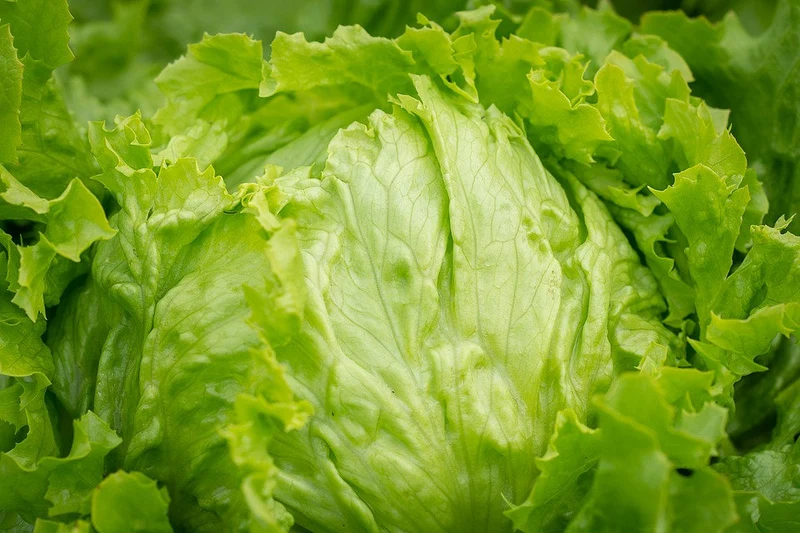 Eisbergsalat "Saladin"