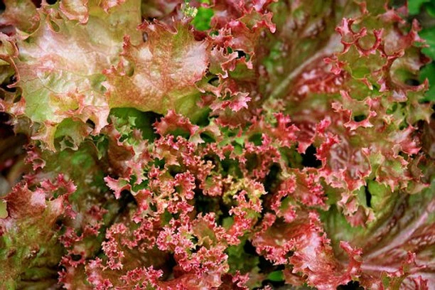 Pflücksalat Lollo Rossa