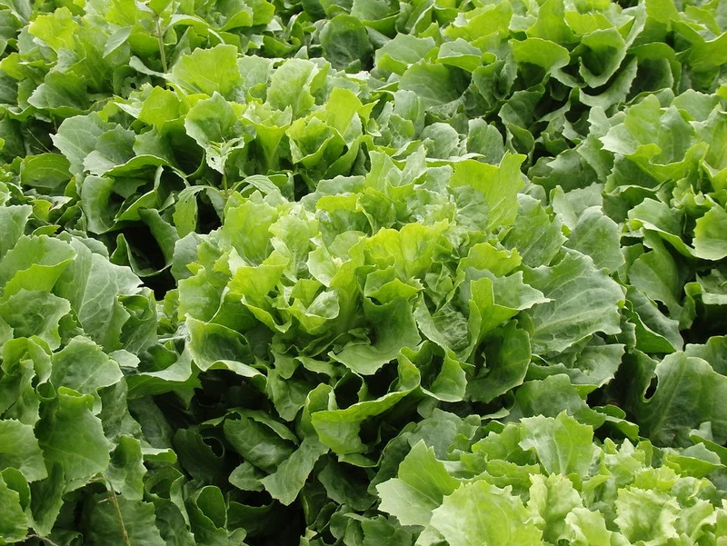 Endiviensalat "Diva"