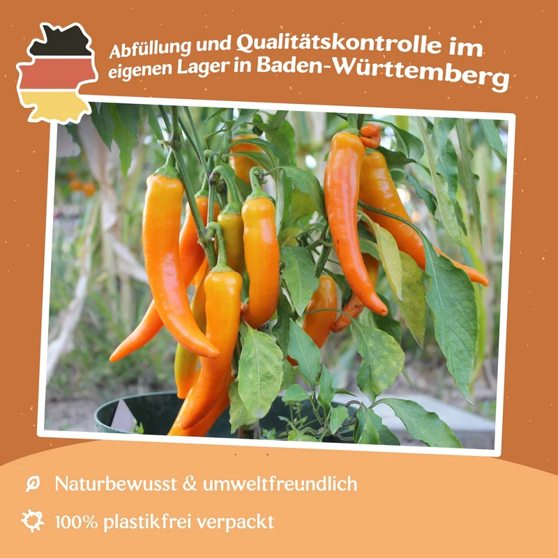 Paprika Harvey Samen
