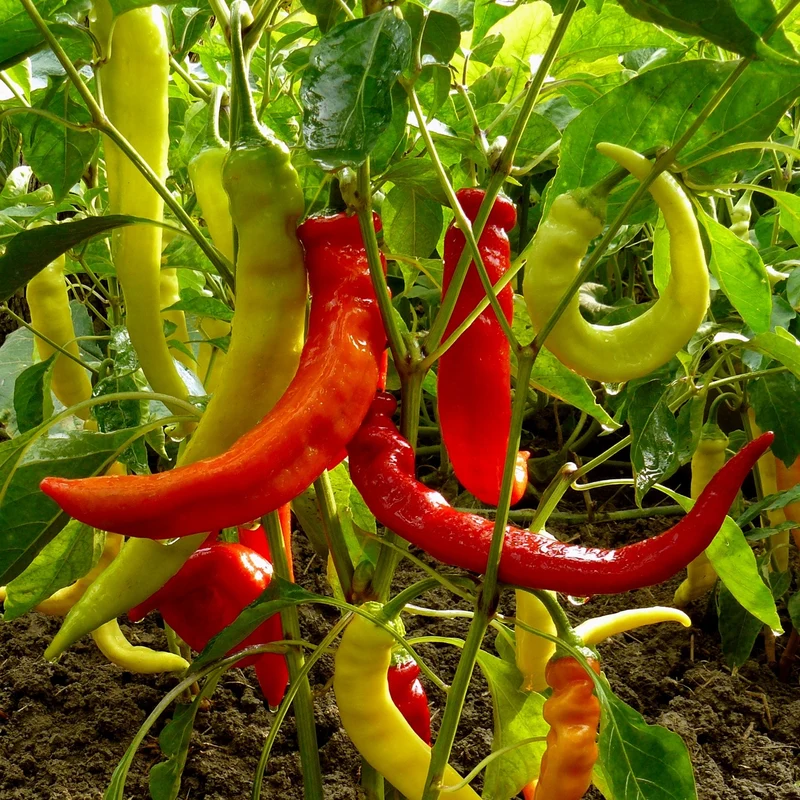 Paprika Harriet Samen