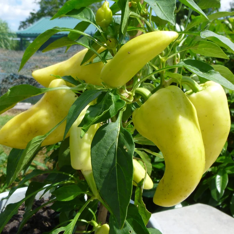 Paprika Feher Samen