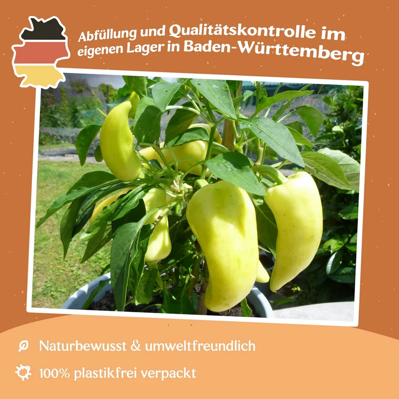 Paprika Feher Samen