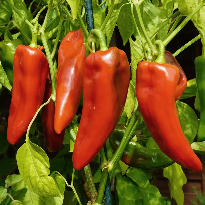 Paprika Dulce de Espana Samen