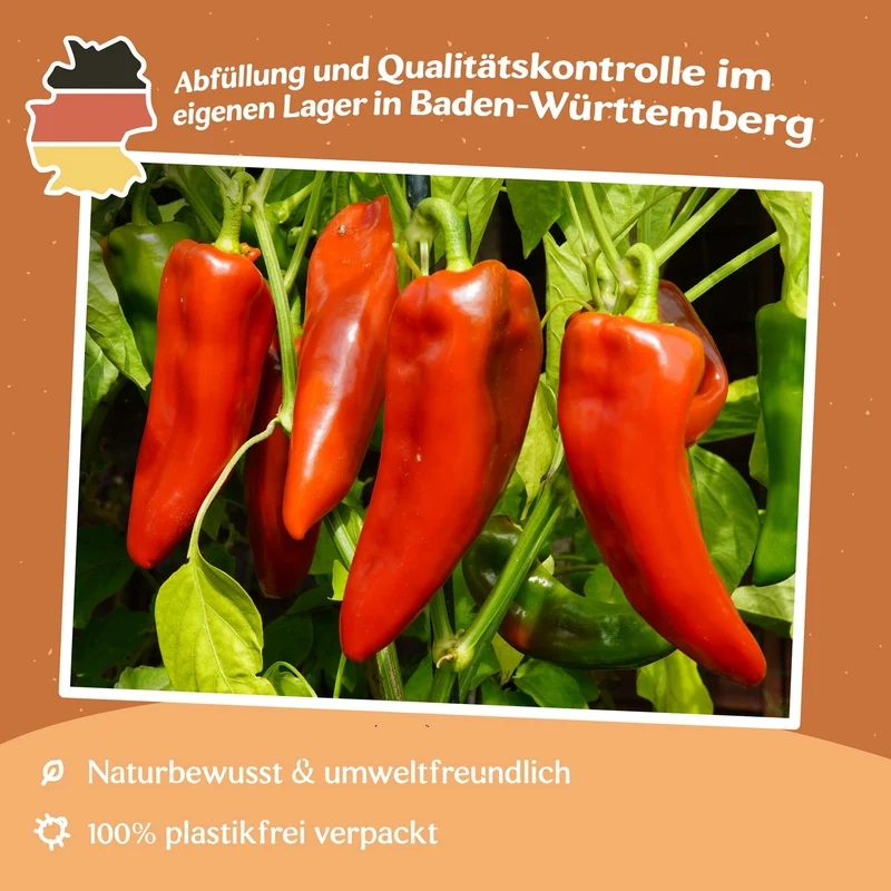 Paprika Dulce de Espana Samen
