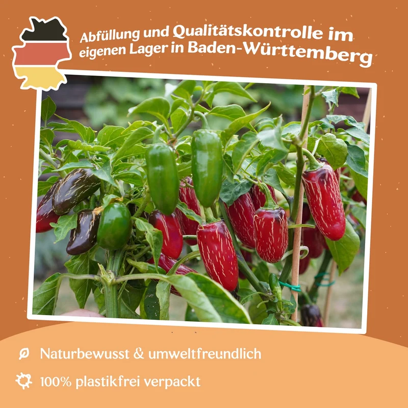 Chili Jalapeno M Samen