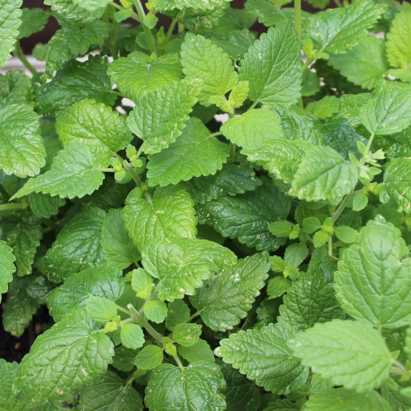 Zitronenmelisse Samen, Melissa officinalis MHD 06/27
