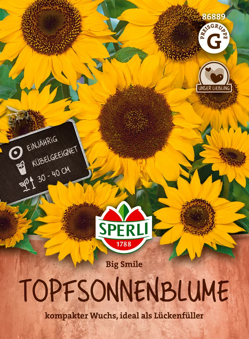 Topfsonnenblume Big Smile Saatgut
