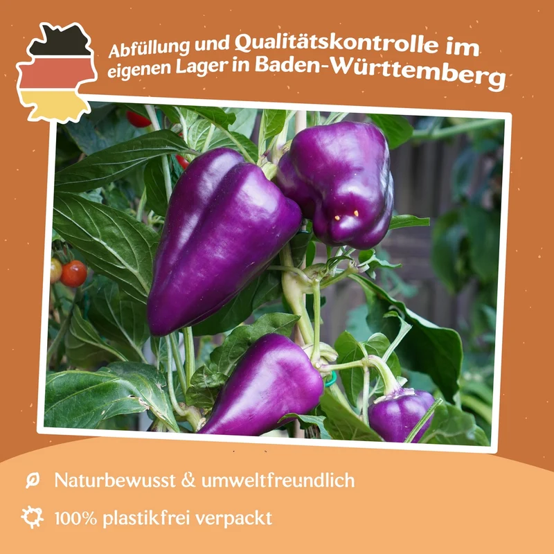 Paprika Oda Samen