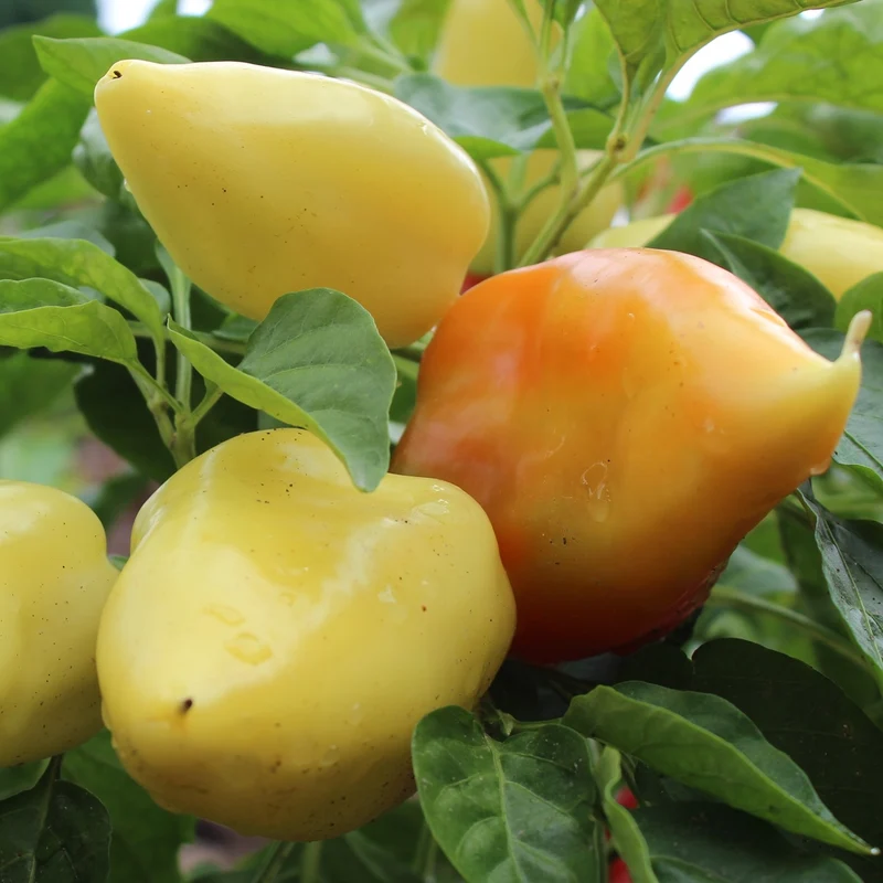 Paprika Mira Samen