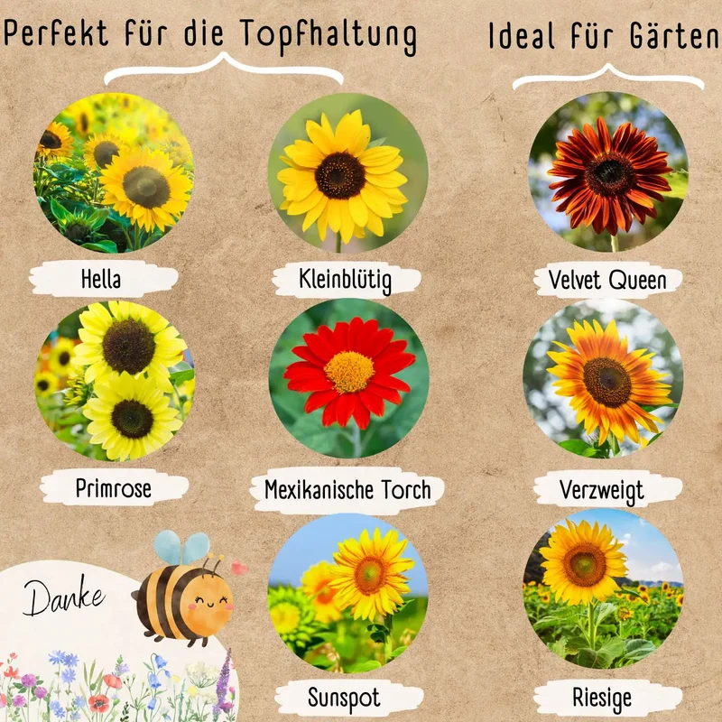 Blumenwunder Samen Sets