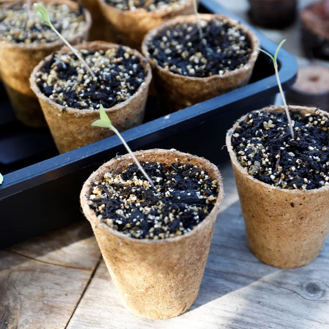Fibre Seedling Pots 8cm