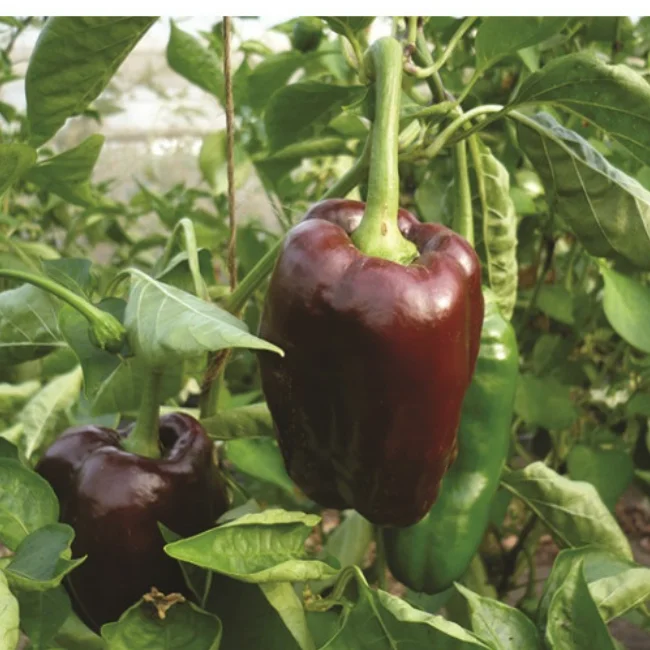 Pepper: Chocolate Bell Pepper Organic Seed