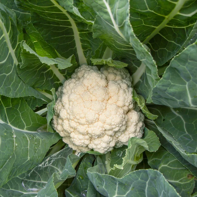 Cauliflower: Odysseus Organic Seed