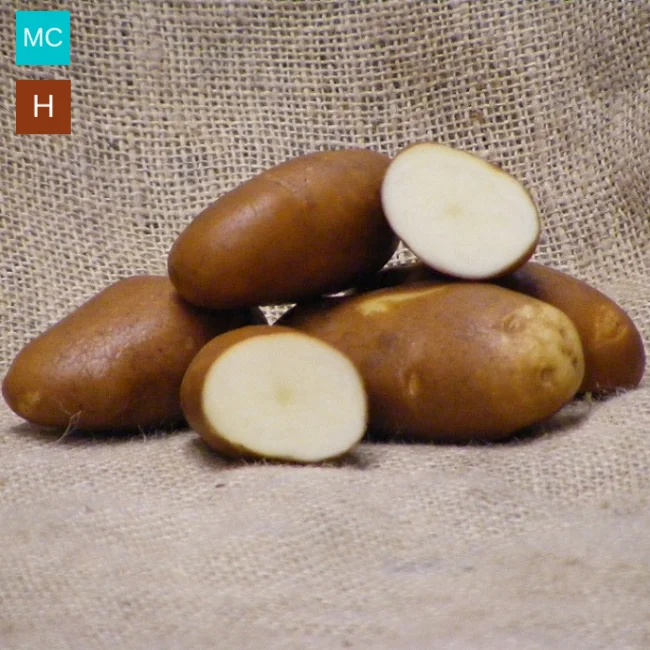 Seed Potatoes: Golden Wonder