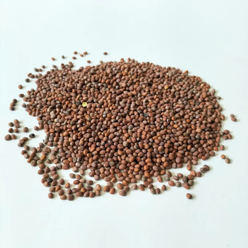 Organic Microgreen Seed: Daikon Radish