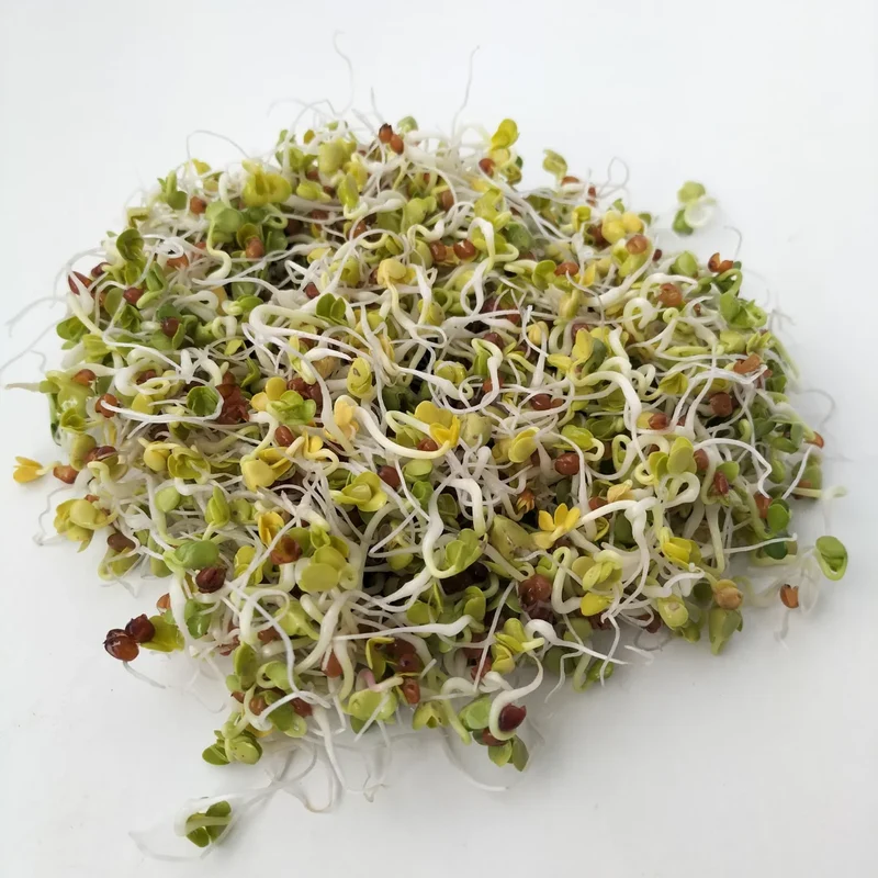 Organic Sprouting Seed: Daikon Radish
