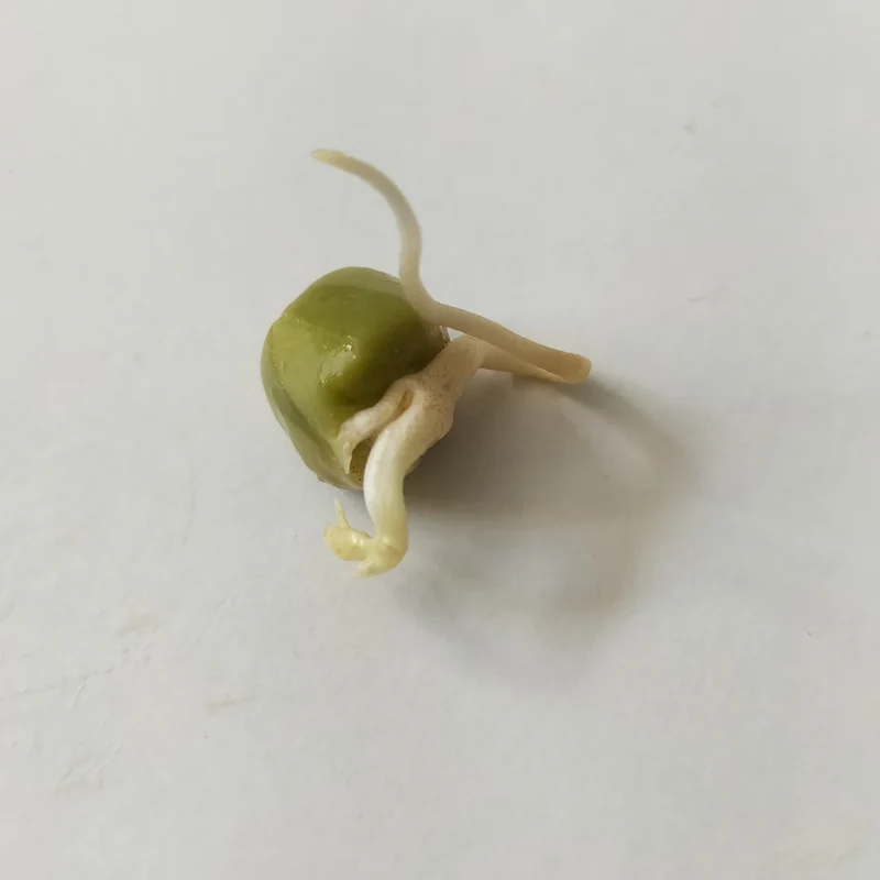 Organic Sprouting Seed: Green Pea