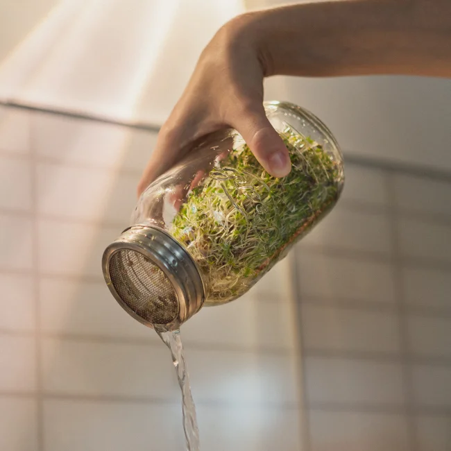 Pearl Sprouting Jar Set - 1000ml