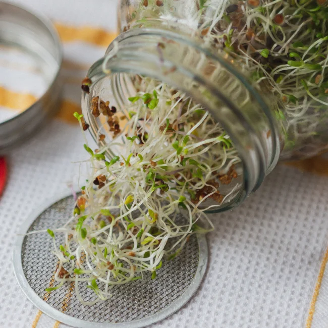 Pearl Sprouting Jar Set - 1000ml