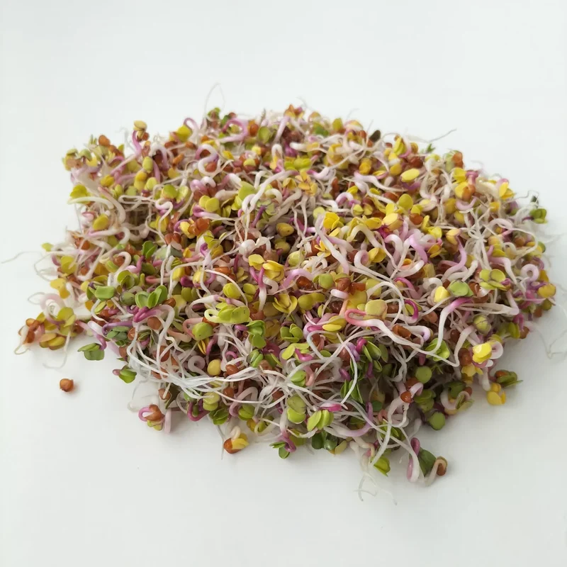Organic Sprouting Seed: China Rose Radish