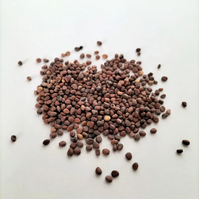 Organic Sprouting Seed: China Rose Radish