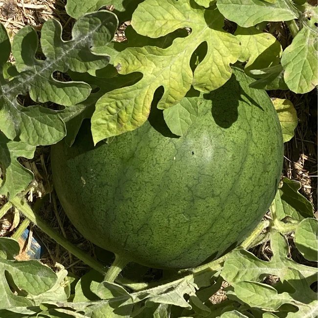 Watermelon: Sugar Baby Organic Seed