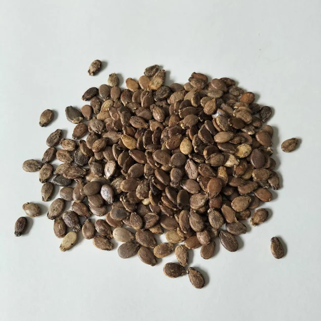 Watermelon: Sugar Baby Organic Seed